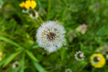 White fluffy dandelion flower