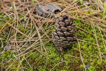 Pine cone