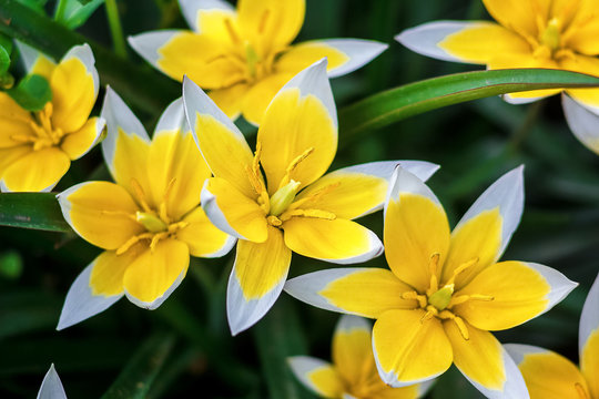 Yellow and White Tulip blossoming in garden on natural background (Tulip Tarda, late tulip). Beautiful bouquet of tulips. colorful tulips. tulip in the spring field.