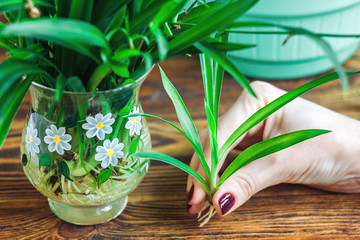 Woman's hand holding young green Spider Plant with roots, prepare for plant on ground. Potting Plant. Ecology World Environment Day Food Preserve Sustainable Development Wisdom Spring concept