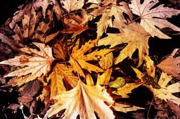 Autumn leaves