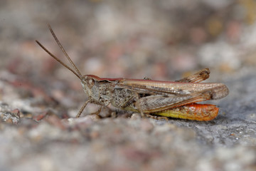 Grasshopper, Orthoptera, Caelifera