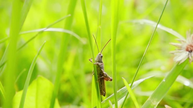 Grasshopper seduces female, slow motion 500fps