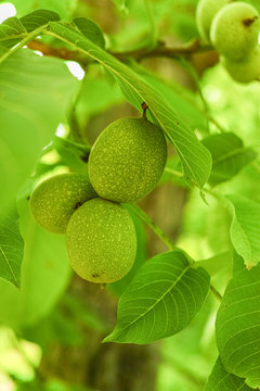Walnut tree (Juglans regia) branch with fruit