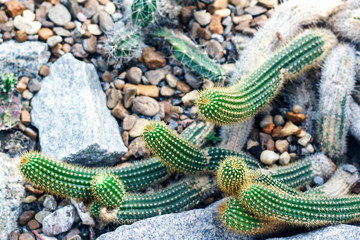cactus in desert. selective focus