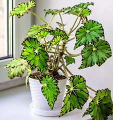 Beautiful Begonia in white flowerpot on windowsill. Genus of perennial flowering plants in the family Begoniaceae. Hybrid begonia Tiger Paws or Eyelash Begonia with green and red leaf pattern.