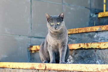 Curious blue funny cat sitting on the stairs in relaxing pose.