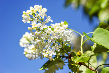 Lilac blooms. A beautiful bunch of lilac closeup. Lilac Flowering. Lilac Bush Bloom. Lilac flowers in the garden. 