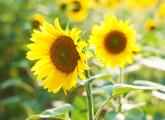 Field with sunflowers