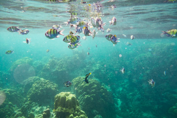 Underwater fish crowd around reef rock