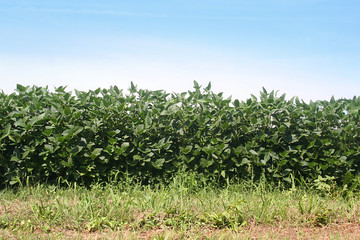 Fototapeta na wymiar campo di soia in estate