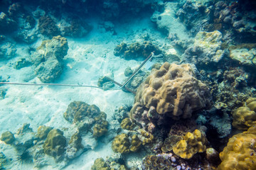 Anchor underwater sea coral reef rock colorful