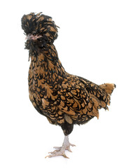 Padovana chicken in studio