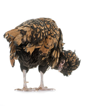 Padovana chicken in studio