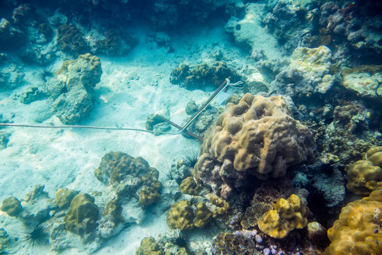 Fototapeta Anchor underwater sea coral reef rock colorful
