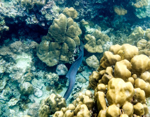 eel swimming refuge in stone reef © Mumemories