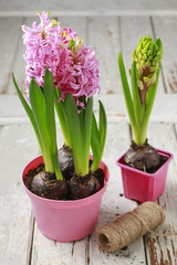Hyacinth flowers on wood