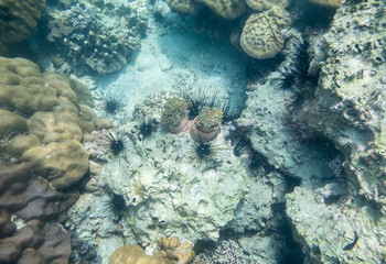 Sea urchin black with coral globular in reef stone