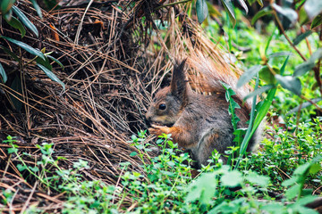 Portrait of cute eurasian red squirrel (Sciurus vulgaris) in spring forest eating walnut. Small ginger squirrel in park. Close-up squirrel on lawn. 