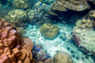 Naklejka na ściany i meble Life Underwater coral reef colorful fish crowd around at lipe sea