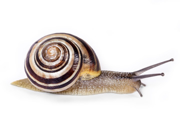 Black and white snail isolated on white