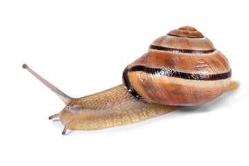 Black and white snail isolated on white