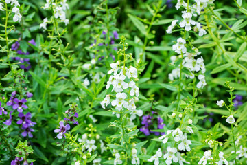 white angelface pin flower in the garden.