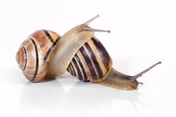 Black and white snail isolated on white