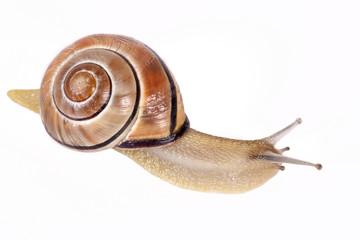 Black and white snail isolated on white