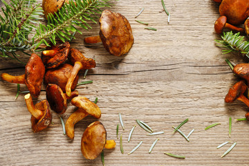 Leccinum mushrooms (aspen mushrooms) on wood