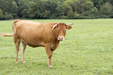 Naklejka na ściany i meble vache à robe rousse sur le pâturage