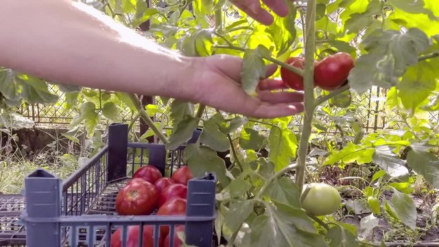 picking tomatoes in greenhouse

