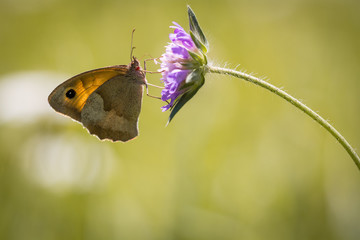 Schmetterling (Maniola jurtina)
