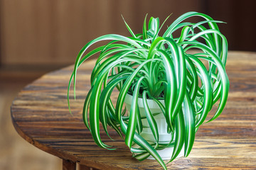 Chlorophytum in white flowerpot on wooden background . Ornamental plants in pot /Variegatum,comosum. Spider Plant