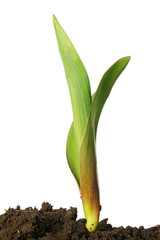 Green sprout of tulip