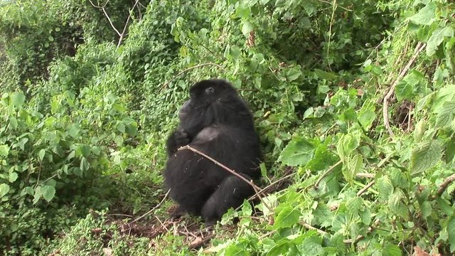 Wild Gorilla Rwanda tropical Forest 