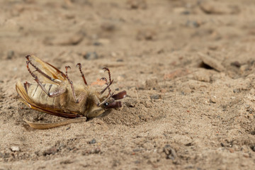 Closeup dead beetle (Polyphylla alba)  on sand in garden. Fight with insect. Extermination.