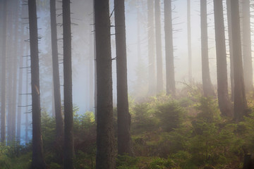 Beautiful landscape of a foggy forest, at sunrise