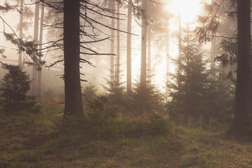 Obraz premium Beautiful landscape of a foggy forest, at sunrise