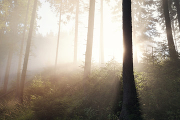Beautiful landscape of a foggy forest, at sunrise