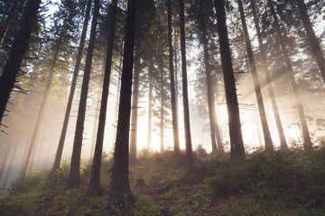 Obraz premium Beautiful landscape of a foggy forest, at sunrise