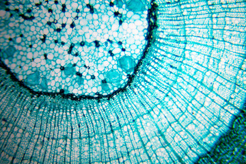 plant cell in microscope slide. Real shot. - obrazy, fototapety, plakaty