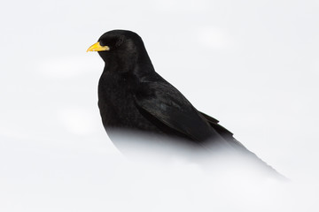 Alpine chough (Pyrrhocorax graculus) portrait