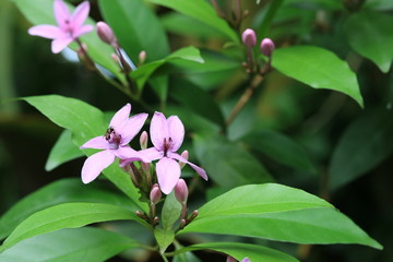 熱帯の花と昆虫