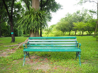  bench and alloy with beautiful tree in the garden.