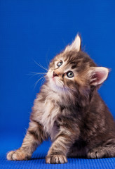 Little fluffy kitten