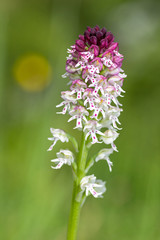 Burnt-tip orchid - Neotinea ustulata