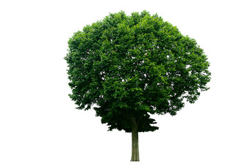 Fototapeta premium Tree isolated on a white background.