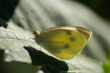 Zitronenfalter auf Sonnenblumenblatt