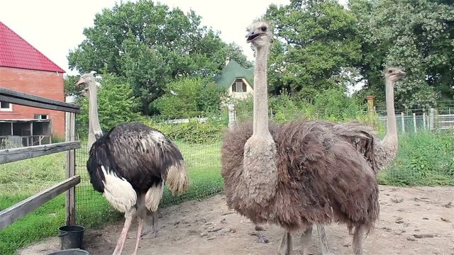 Ostrich is looking at the camera on a farm